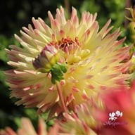 Summer Breeze Dahlia Tuber