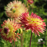 Summer Breeze Dahlia Tuber