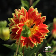 Sunexplosion Dahlia Tuber
