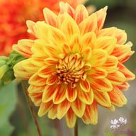 Sunexplosion Dahlia Tuber