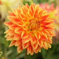 Sunexplosion Dahlia Knöl