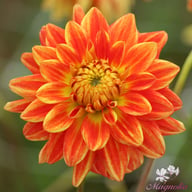 Sunexplosion Dahlia Tuber