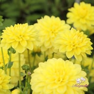 Sunlady Dahlia Tuber