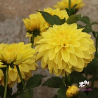 Sunlady Dahlia Tuber