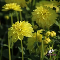 Sunlady Dahlia Tuber