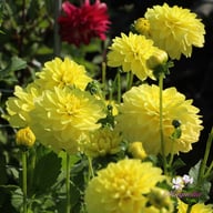 Sunlady Dahlia Tuber
