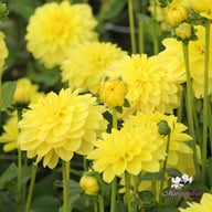 Sunlady Dahlia Tuber