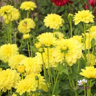 Sunlady Dahlia Tuber