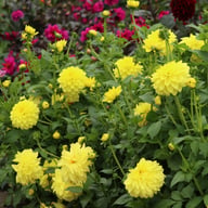 Sunlady Dahlia Tuber