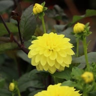 Sunlady Dahlia Tuber