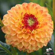 Sunny Boy Dahlia Tuber