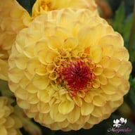 Sunny Boy Dahlia Tuber
