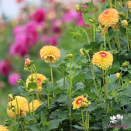 Sunny Boy Dahlia Tuber