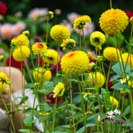 Sunny Boy Dahlia Tuber