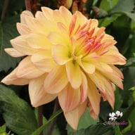 Sunset Idylle Dahlia Tuber