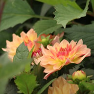 Sunset Idylle Dahlia Tuber