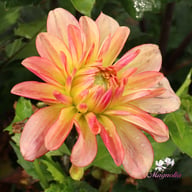 Sunset Idylle Dahlia Tuber