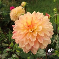Sunset Idylle Dahlia Tuber