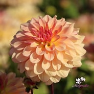 Sunset Idylle Dahlia Tuber