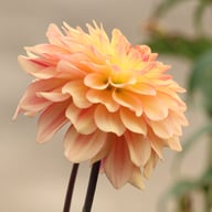 Sunset Idylle Dahlia Tuber