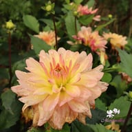 Sunset Idylle Dahlia Tuber