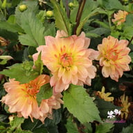 Sunset Idylle Dahlia Tuber