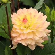 Sunset Idylle Dahlia Tuber