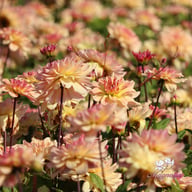 Sunset Idylle Dahlia Tuber