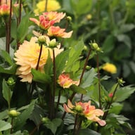 Sunset Idylle Dahlia Tuber