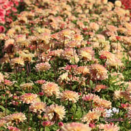 Sunset Idylle Dahlia Tuber