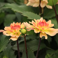 Sunset Idylle Dahlia Tuber