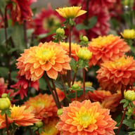 Sunset Tropicana Dahlia Tuber