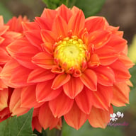Sunset Tropicana Dahlia Tuber