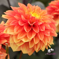 Sunset Tropicana Dahlia Tuber