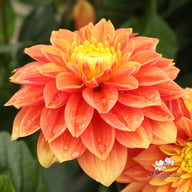 Sunset Tropicana Dahlia Tuber