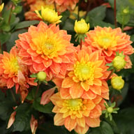 Sunset Tropicana Dahlia Tuber