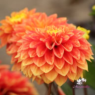 Sunset Tropicana Dahlia Tuber
