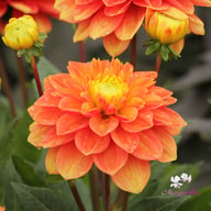Sunset Tropicana Dahlia Tuber