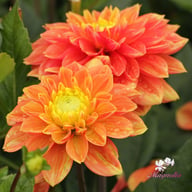 Sunset Tropicana Dahlia Tuber