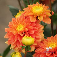 Sunset Tropicana Dahlia Tuber