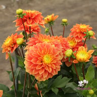 Sunset Tropicana Dahlia Tuber