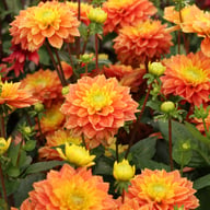 Sunset Tropicana Dahlia Tuber