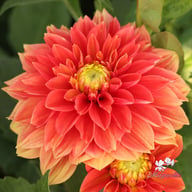 Sunset Tropicana Dahlia Tuber