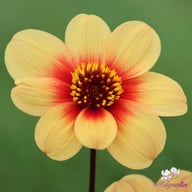Sunshine Dahlia Tuber