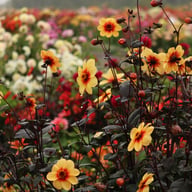 Sunshine Dahlia Tuber