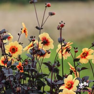 Sunshine Dahlia Tuber