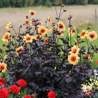 Sunshine Dahlia Tuber