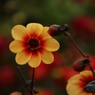 Sunshine Dahlia Tuber
