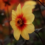 Sunshine Dahlia Tuber