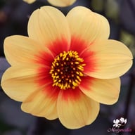 Sunshine Dahlia Tuber